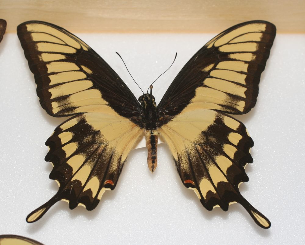 Papilio thoas (aberration) 2 (Internet Image property of respective owner, non-commercial use only)
